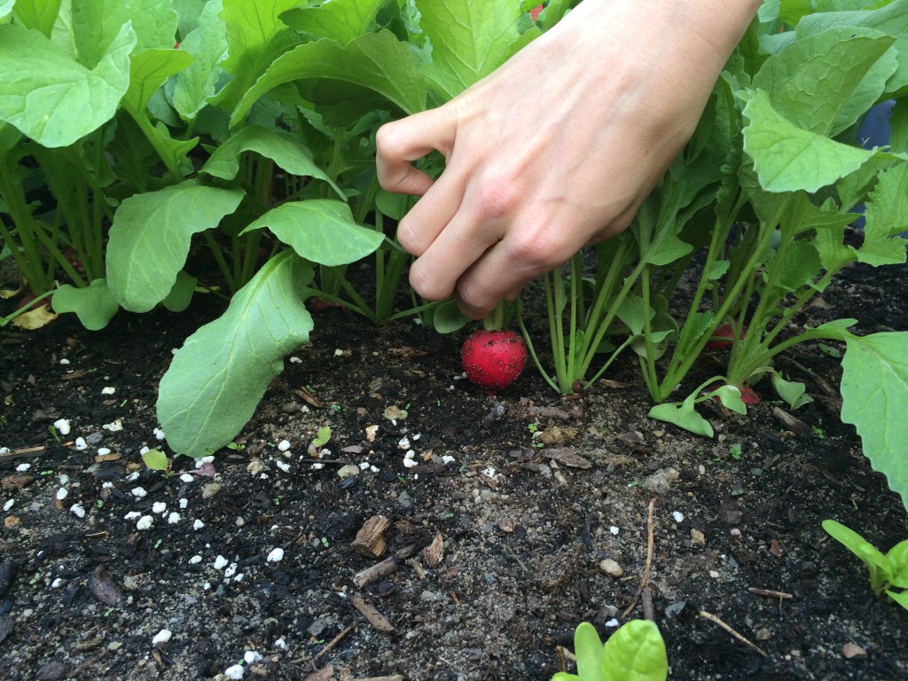 Harvesting our first radish