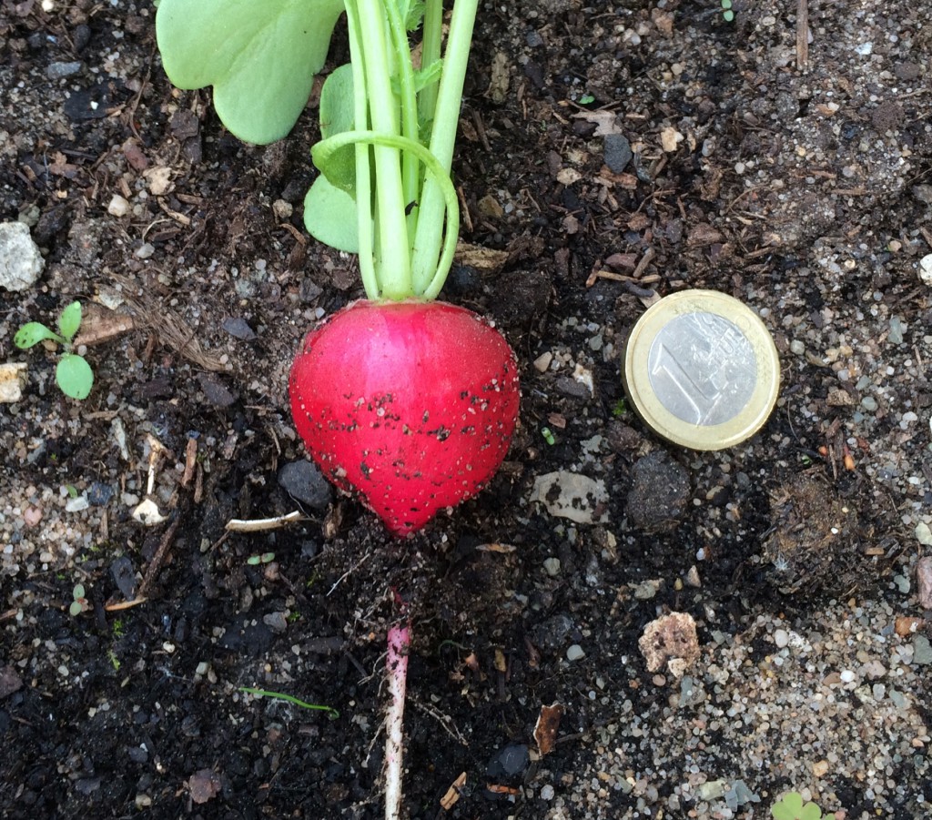 First harvested radish in May 2015