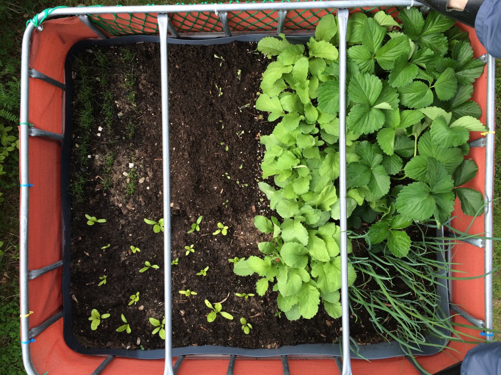 Raised bed 2015-05-09