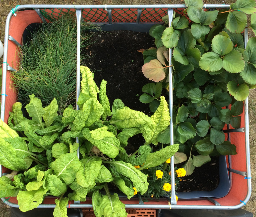 Raised flower bed - 2015-08-09