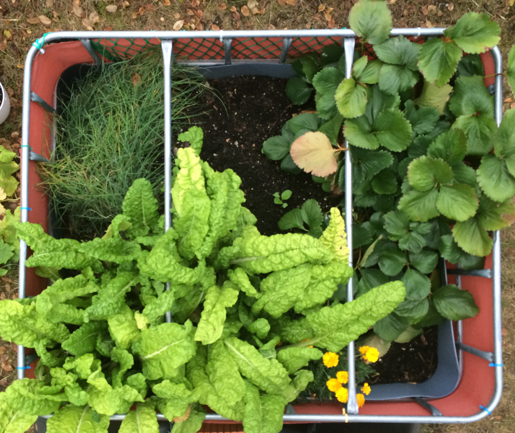 Raised flower bed - 2015-08-16
