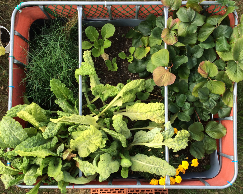 Raised flower bed - 2015-09-13