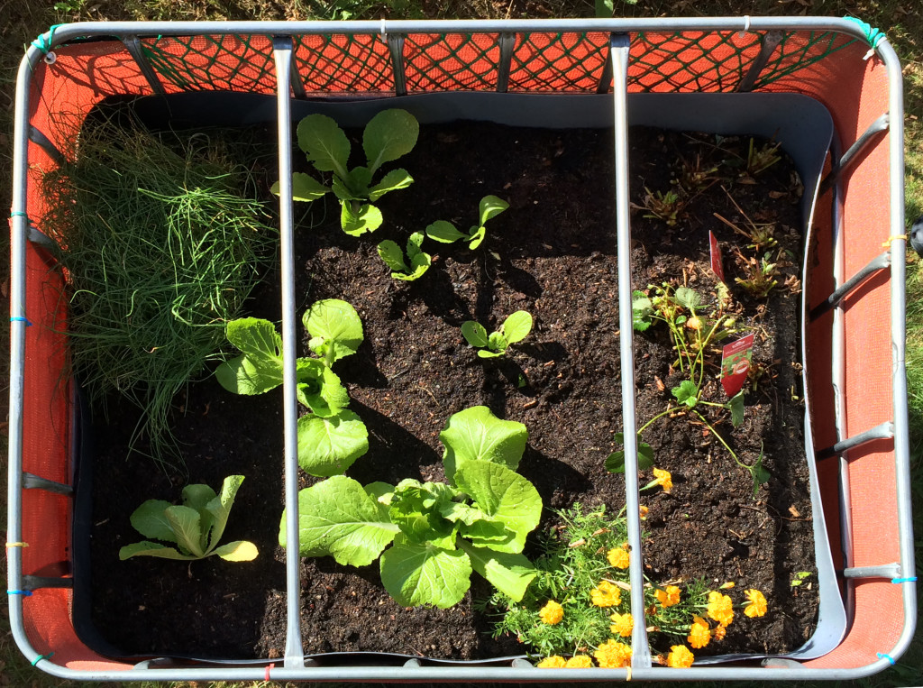 Raised flower bed - 2015-09-13 - with chinese cabbage
