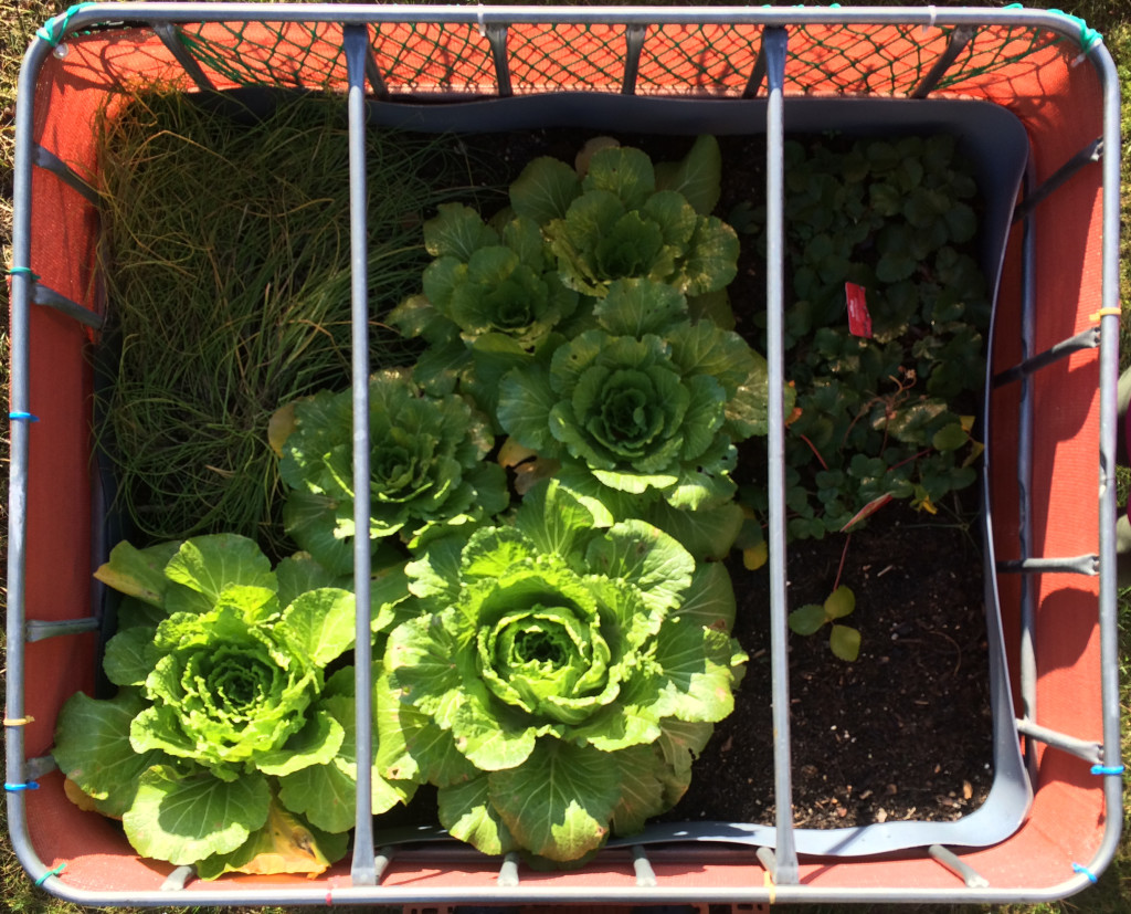 Raised flower bed - 2015-12-06