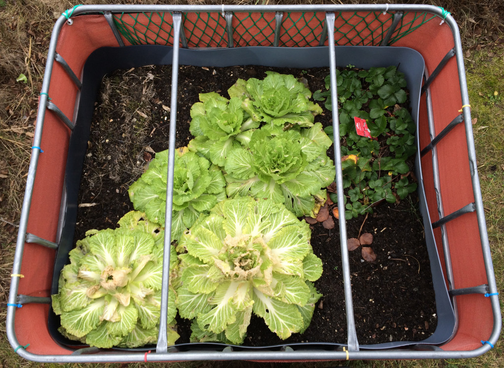 Raised flower bed - 2016-01-31