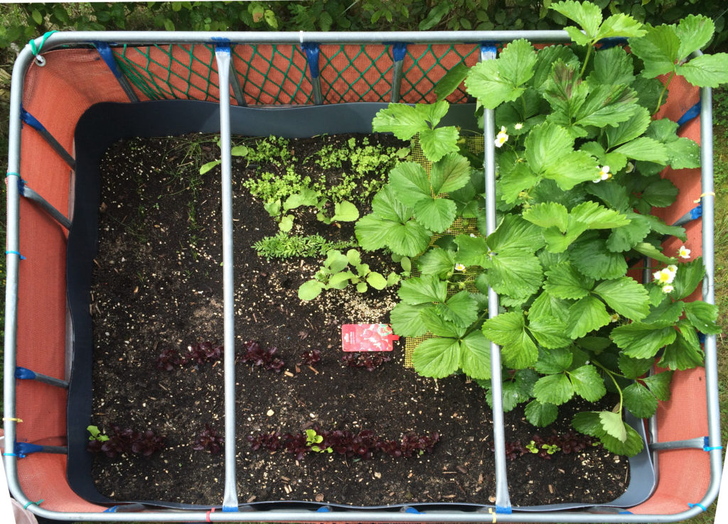 Raised flower bed – 2016-05-29