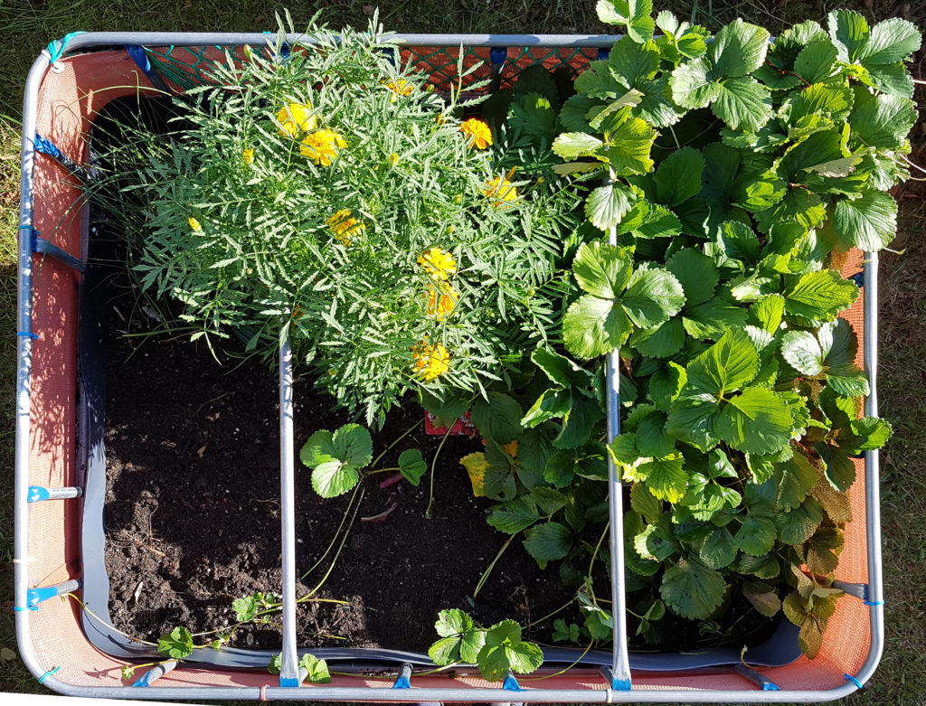 Raised flower bed – 2016-07-31 without salad