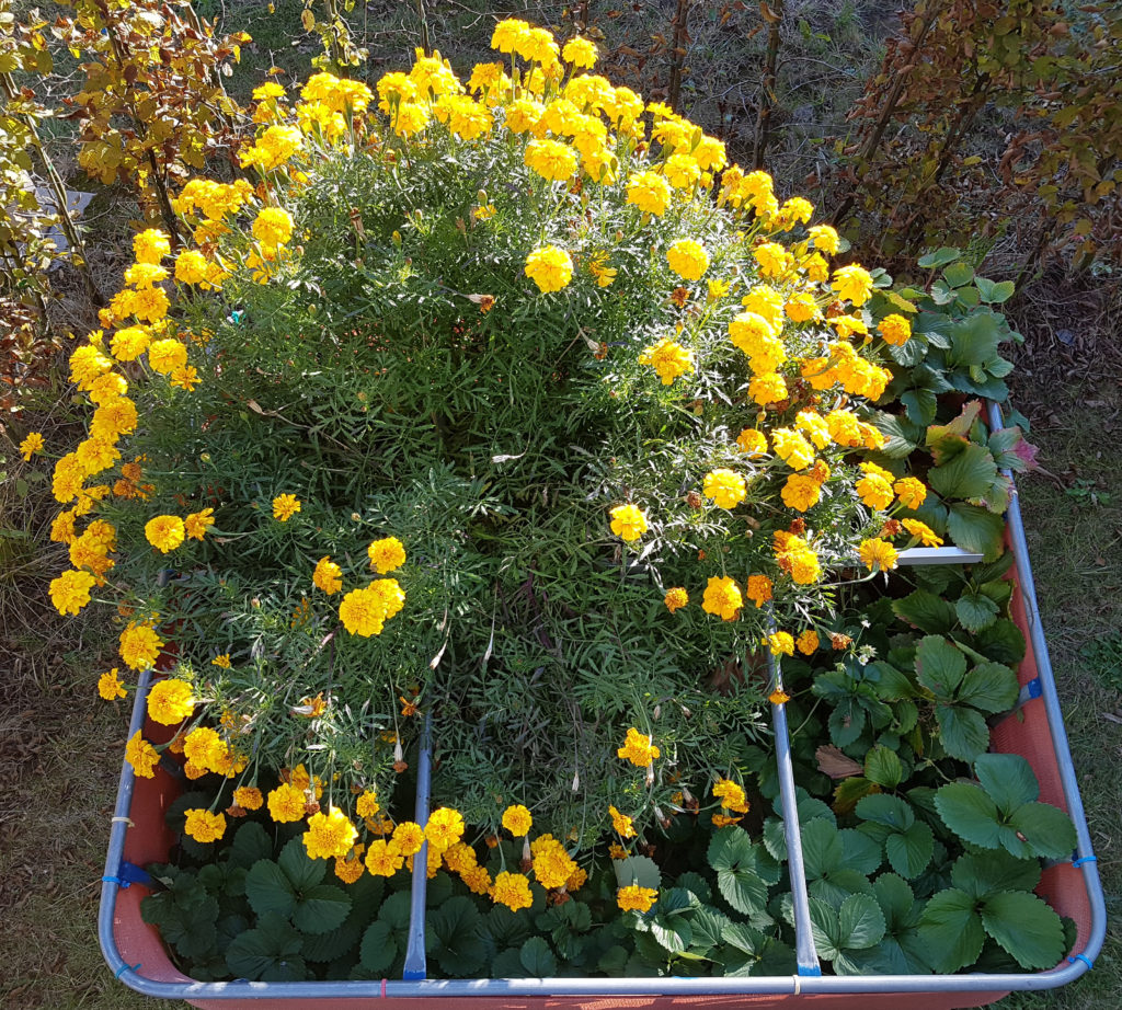 Raised flower bed – 2016-10-16