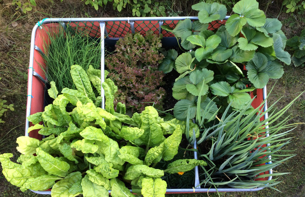 Raised flower bed – 2015-06-28