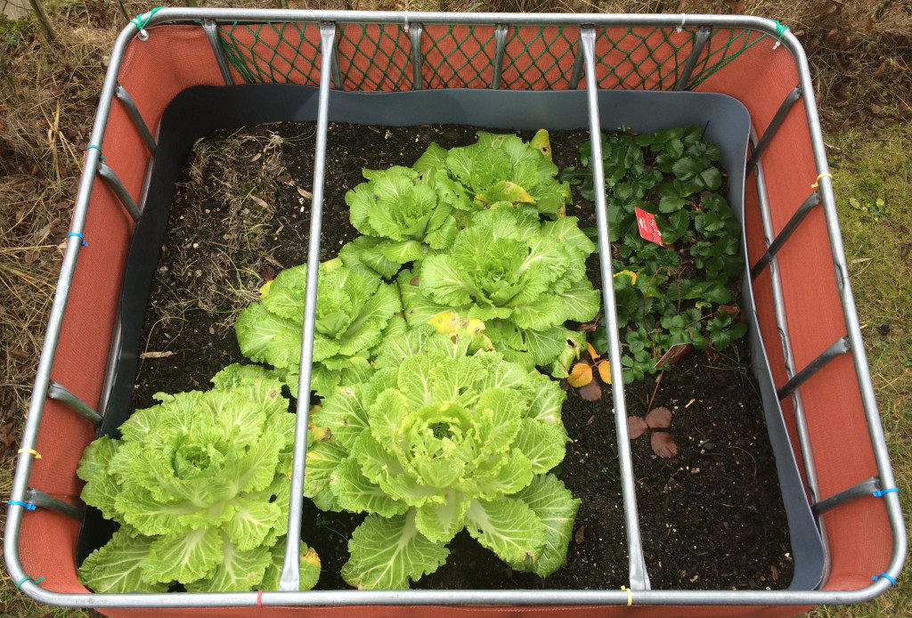 Raised flower bed - 2016-01-10