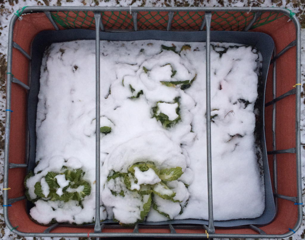 Raised flower bed - 2016-01-19