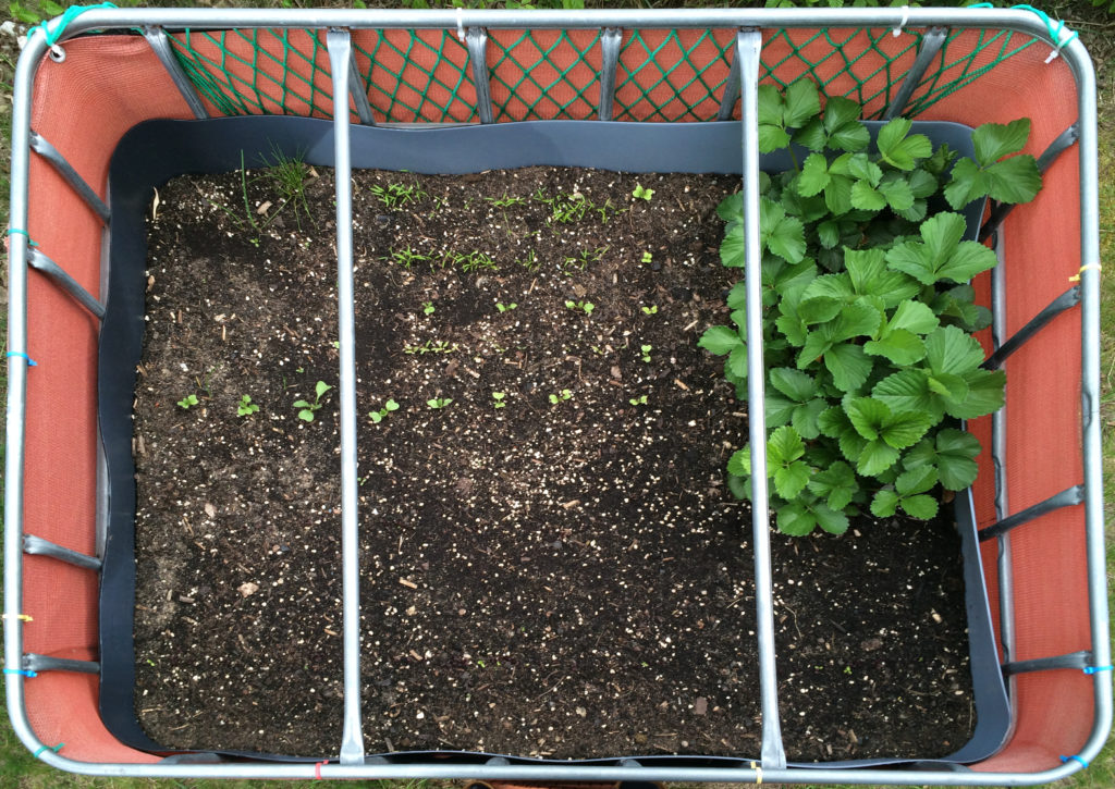 Raised flower bed – 2016-05-01