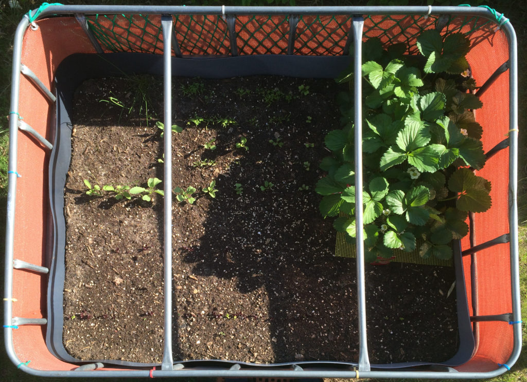 Raised flower bed – 2016-05-08