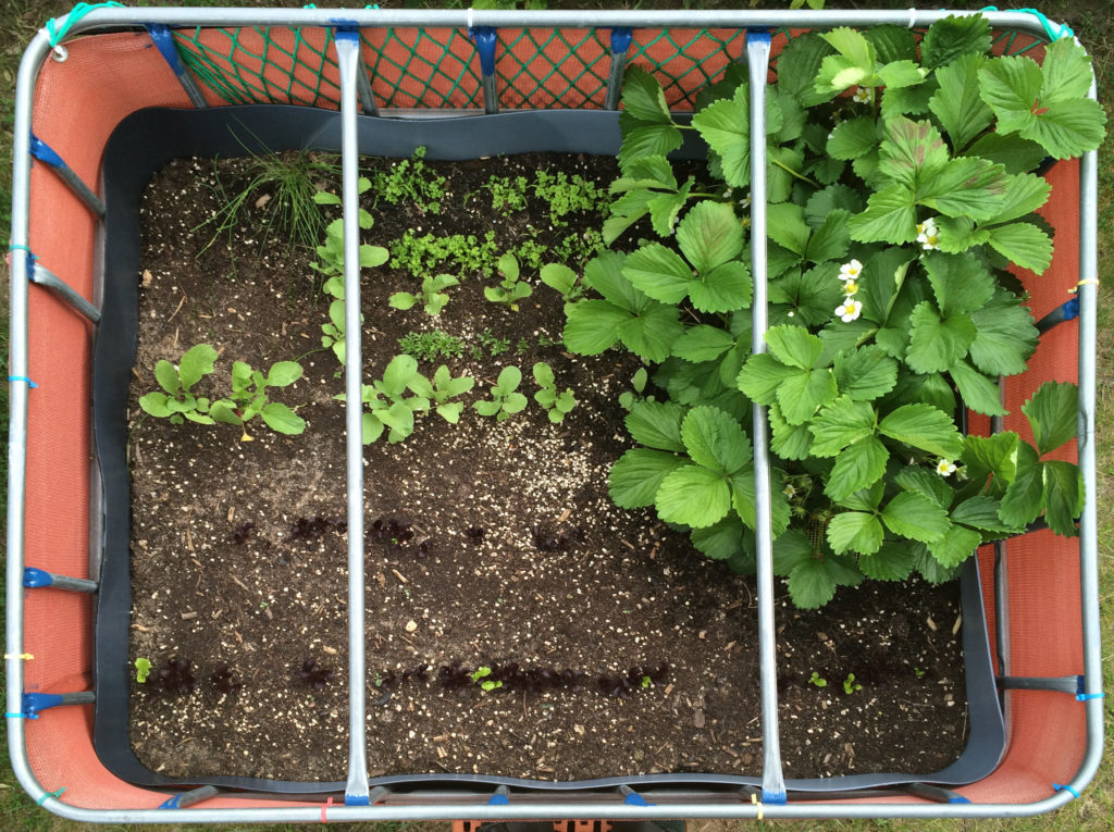 Raised flower bed – 2016-05-22
