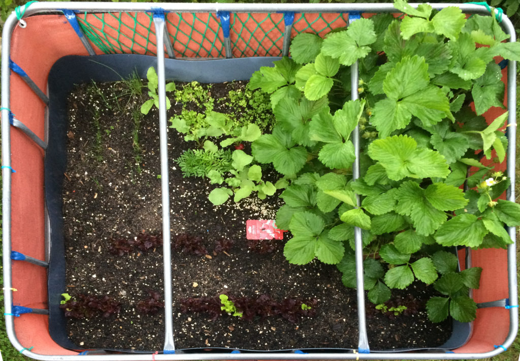 Raised flower bed – 2016-06-05
