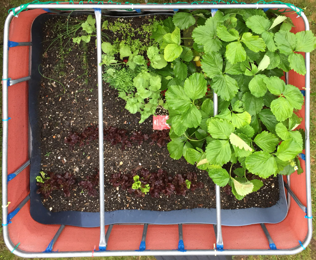 Raised flower bed – 2016-06-12