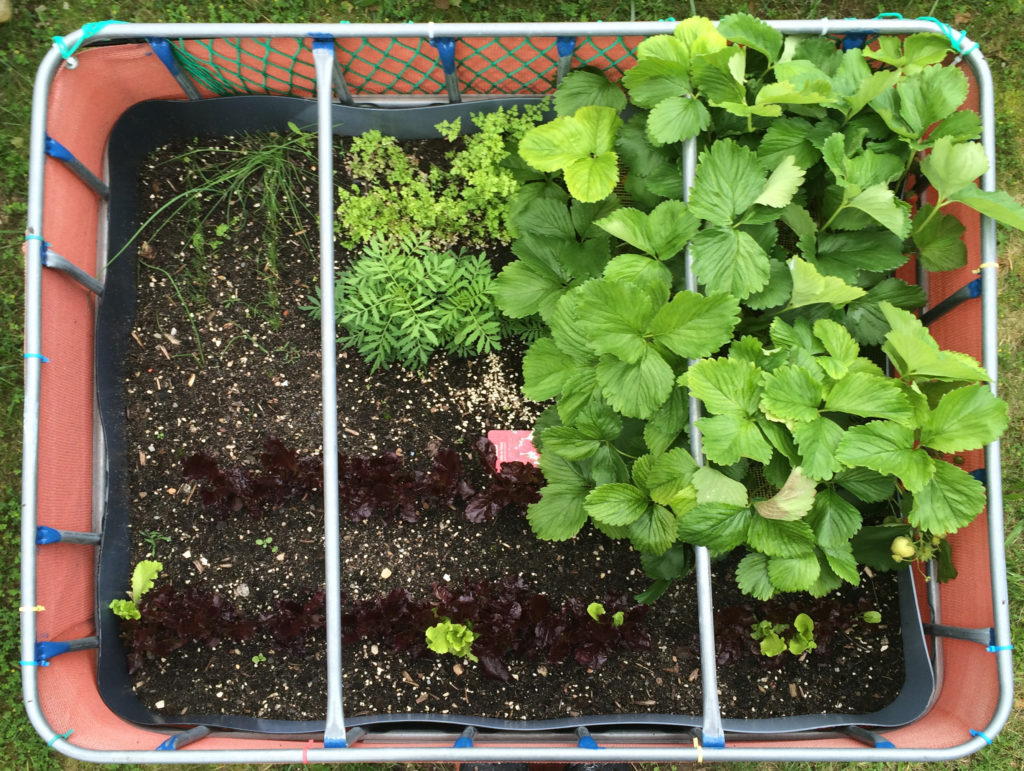 Raised flower bed – 2016-06-19