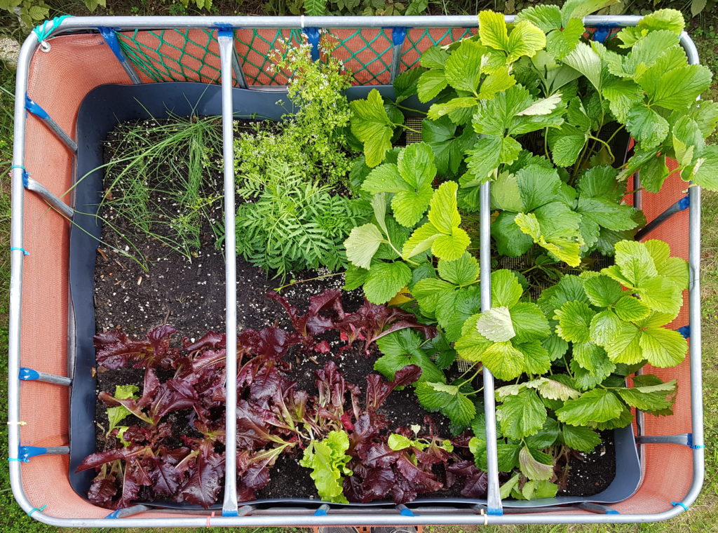 Raised flower bed – 2016-06-26