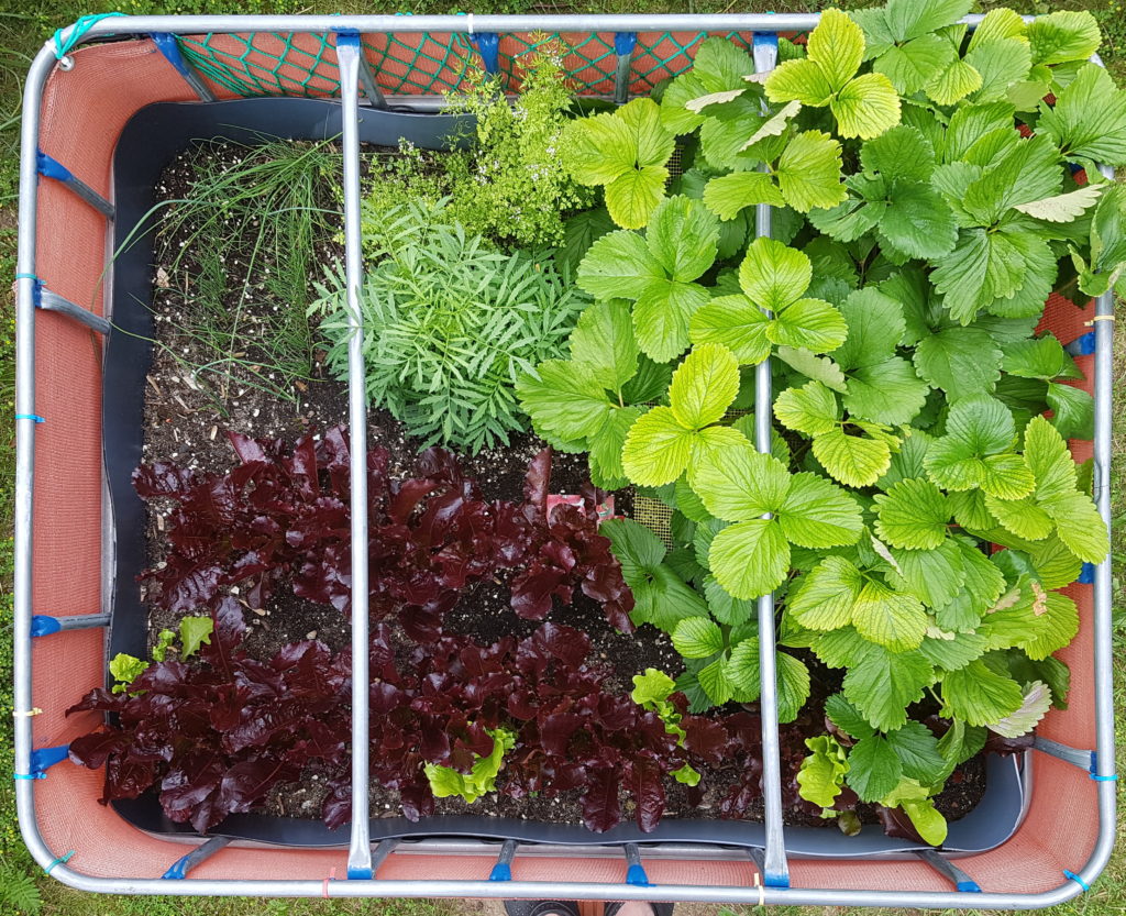 Raised flower bed – 2016-07-02