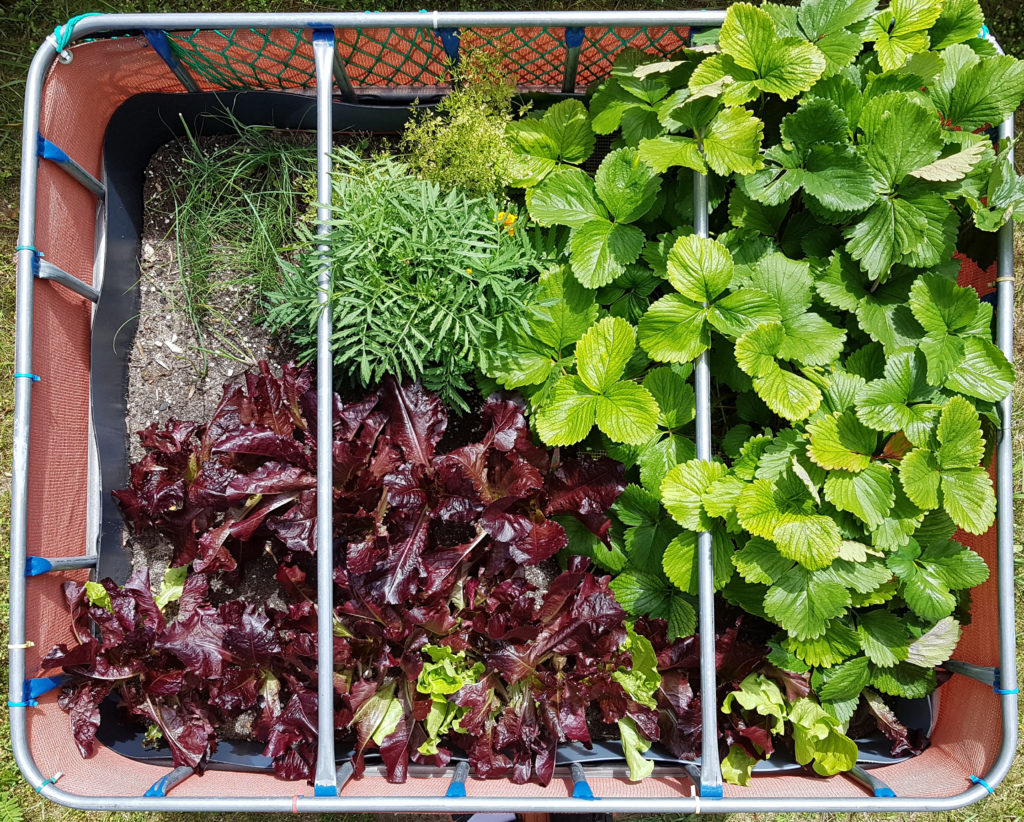 Raised flower bed – 2016-07-10