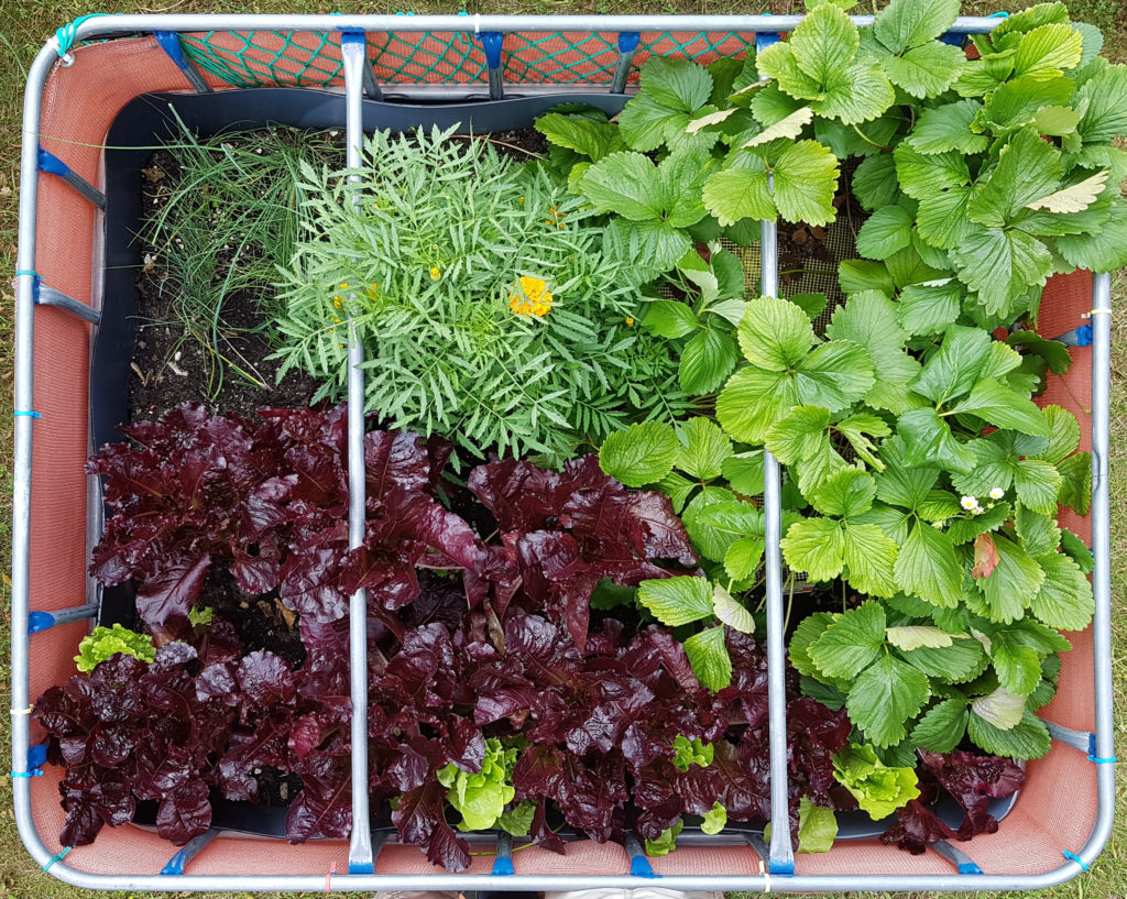 Raised flower bed – 2016-07-17