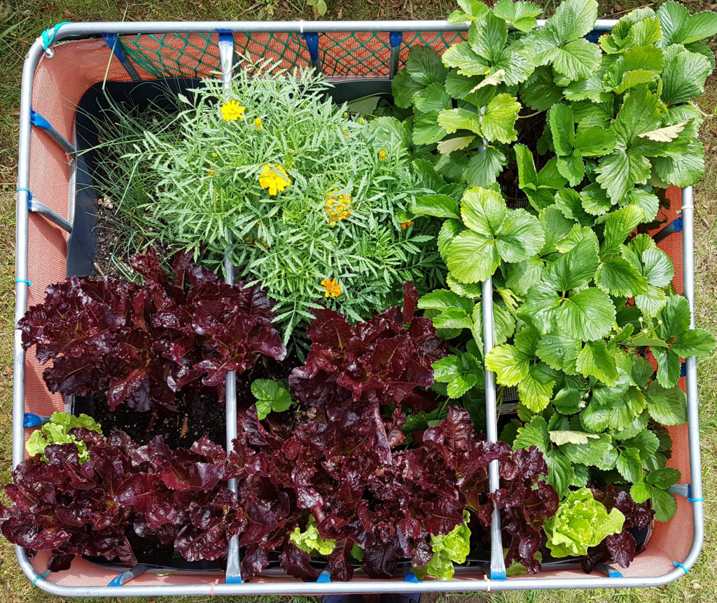 Raised flower bed – 2016-07-24