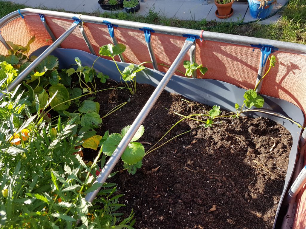 Raised flower bed – 2016-07-31 new strawberry plants