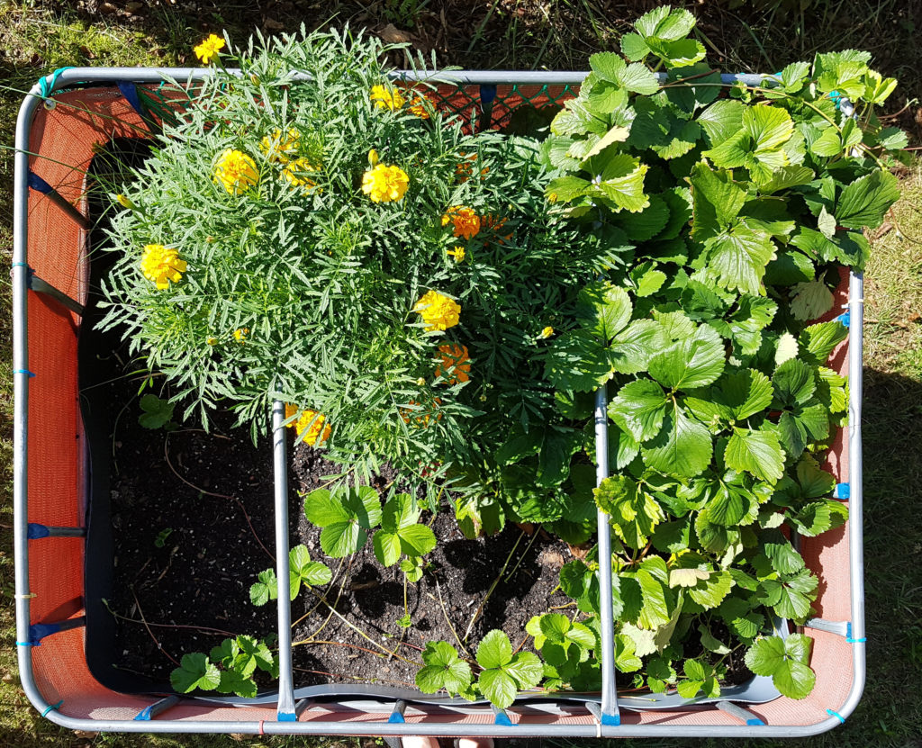 Raised flower bed – 2016-08-06