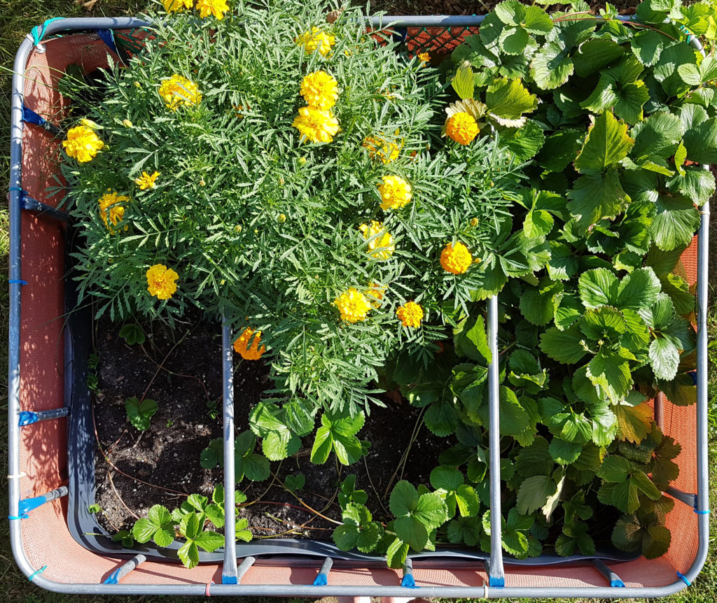 Raised flower bed – 2016-08-14