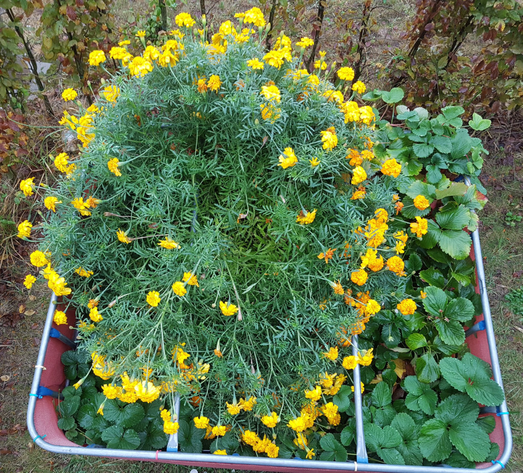 Raised flower bed – 2016-09-18