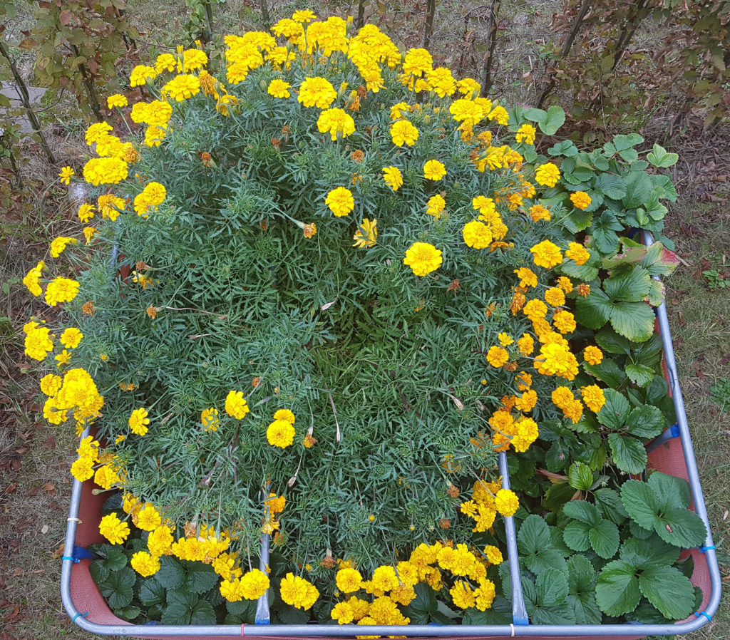 Raised-flower-bed-2016-10-02