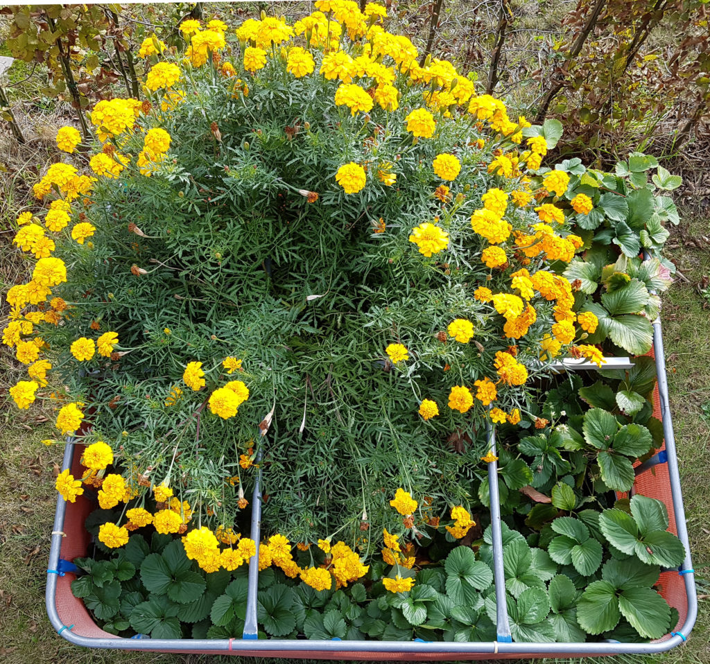 Raised flower bed – 2016-10-09