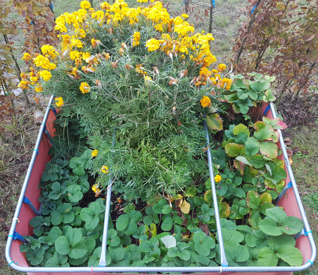 Raised flower bed – 2016-10-23